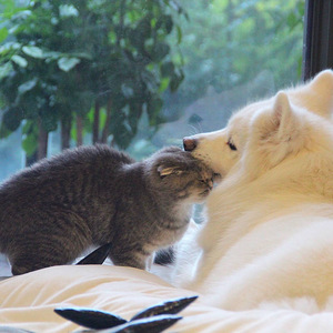 疯狂揉吮少妇嫩草视频
